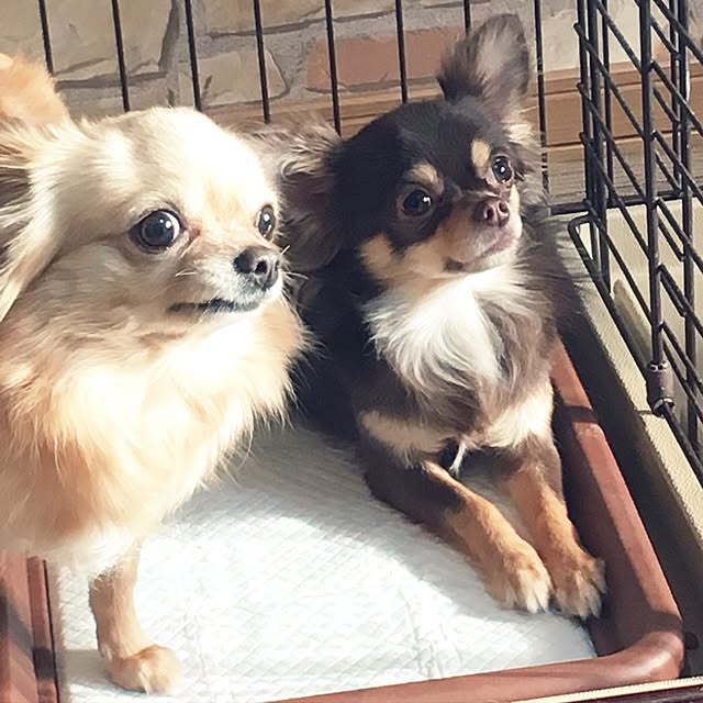 chi-koさんの実例写真