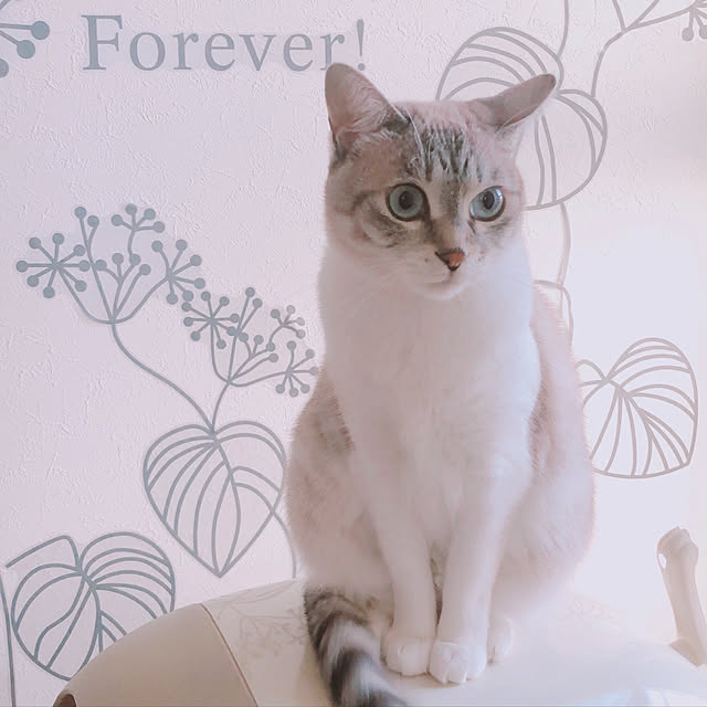 milkcocoaさんの実例写真