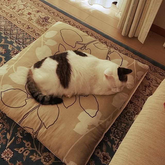 coedodecoさんの実例写真