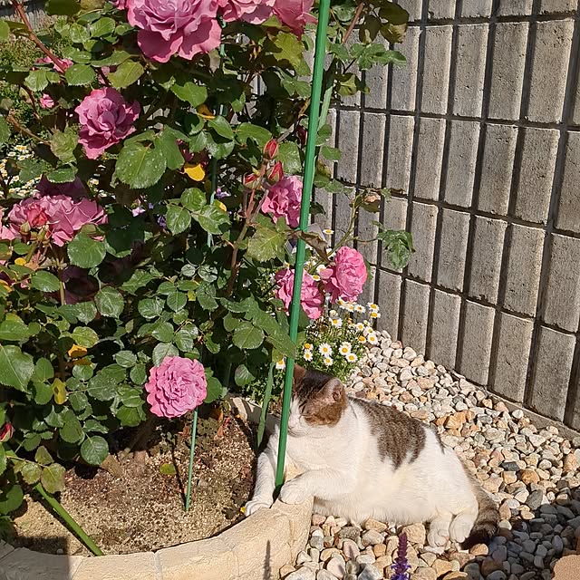 machikomamaさんの実例写真