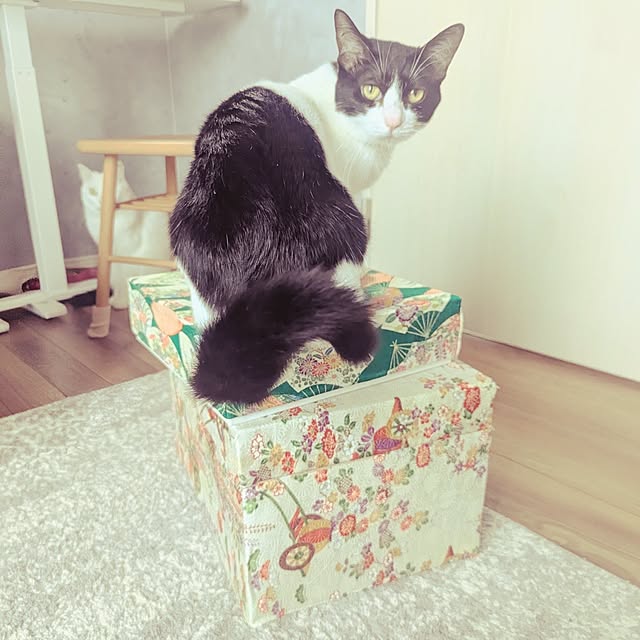 shiratamaさんの実例写真