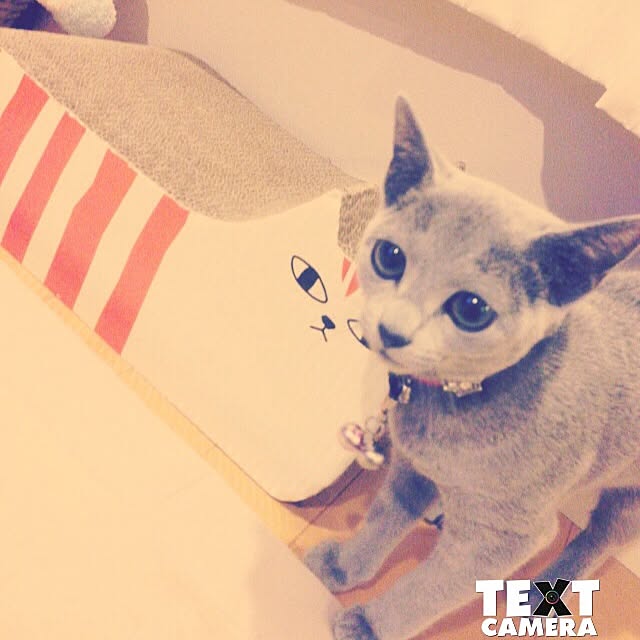 nekochanさんの実例写真