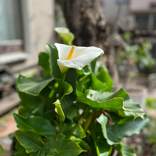 botanさんの実例写真