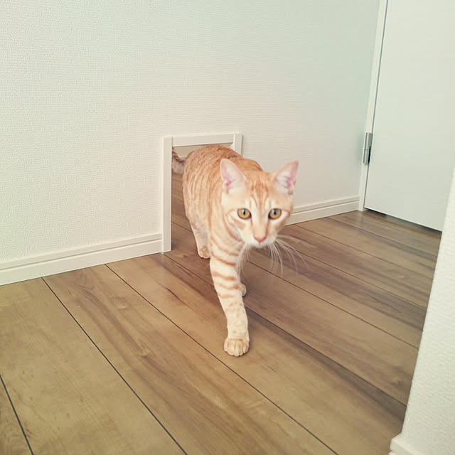 shiiiさんの実例写真