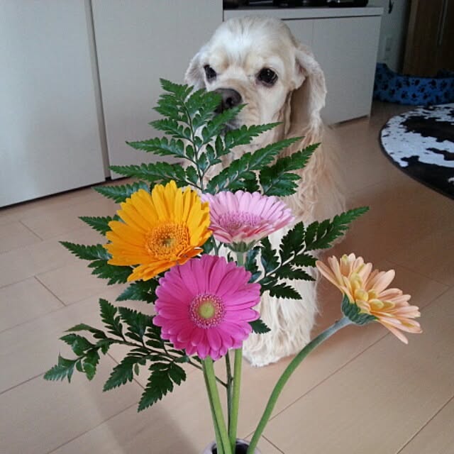 evetamaさんの実例写真