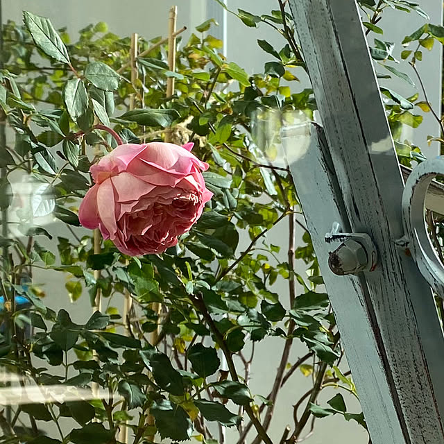 choさんの実例写真