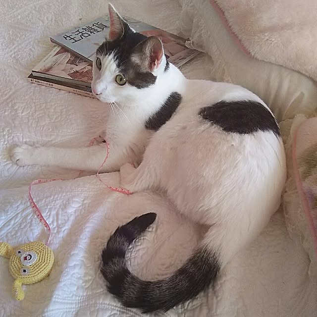 sakuraさんの実例写真