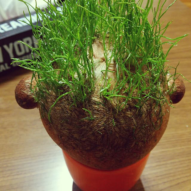 kazuminさんの実例写真