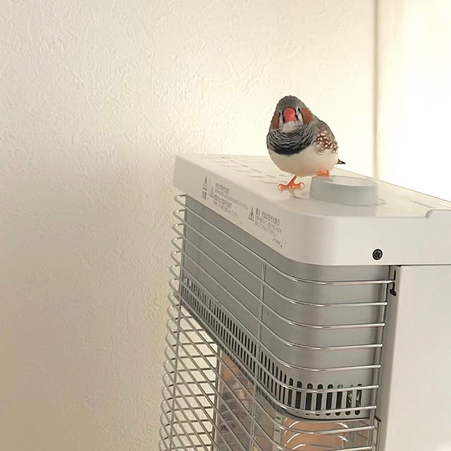 oiseauxさんの実例写真