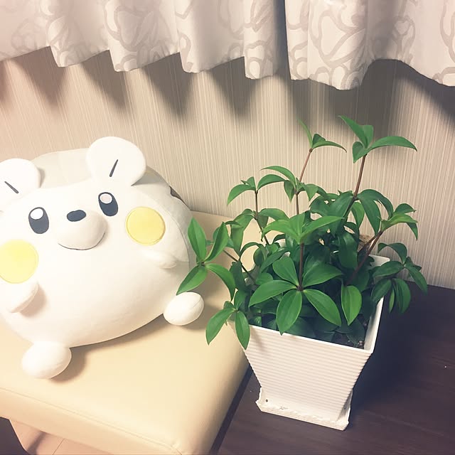 SATOMIさんの実例写真