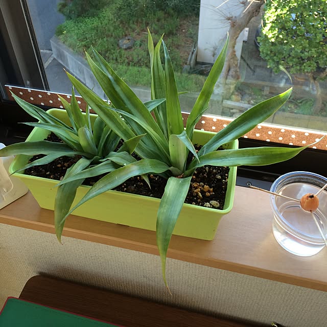 yukoboneさんの実例写真