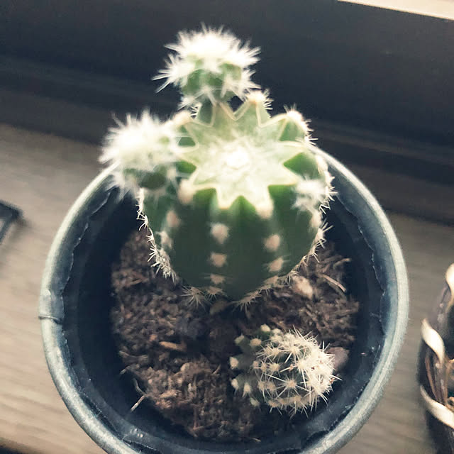rintarotantan7さんの部屋