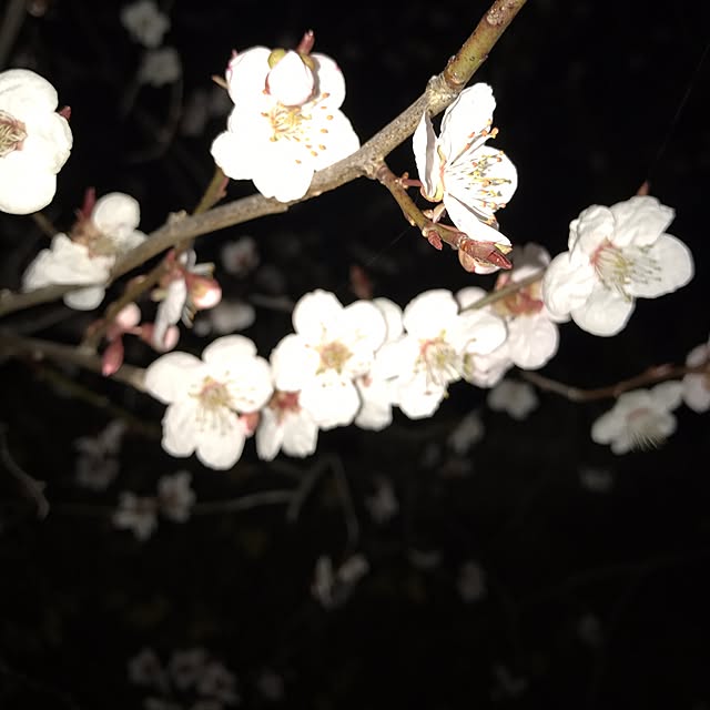 fukurouさんの実例写真