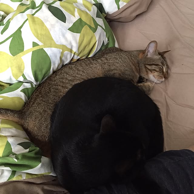 yuki0511さんの実例写真