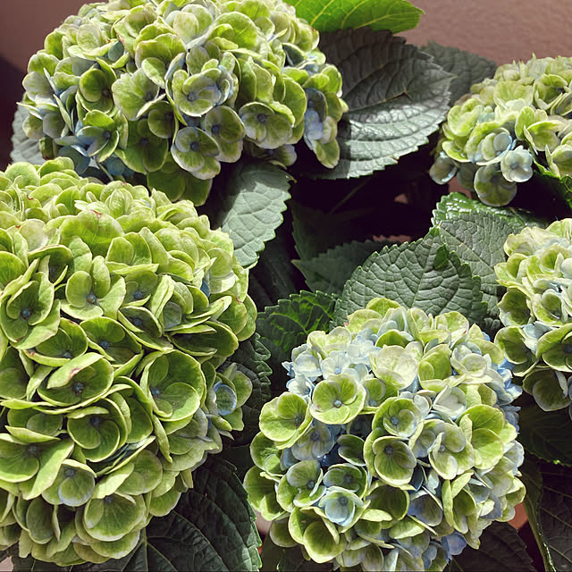 yuzuさんの実例写真