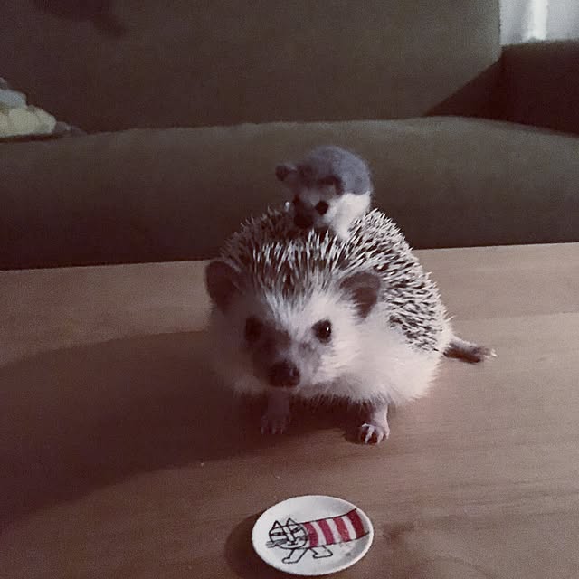 saokoさんの実例写真