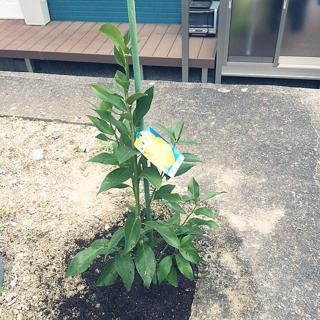 ayayayayaさんの実例写真