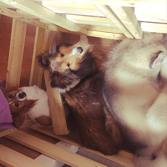 miiさんの実例写真