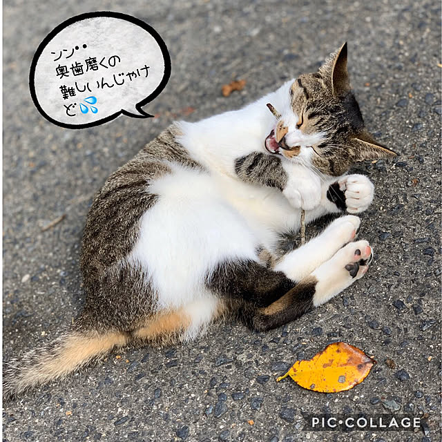 chamさんの実例写真