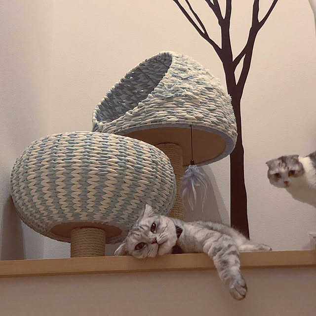 yokkochanさんの実例写真