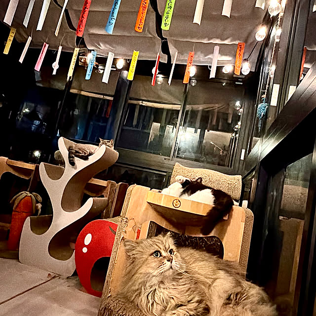 butachanさんの実例写真