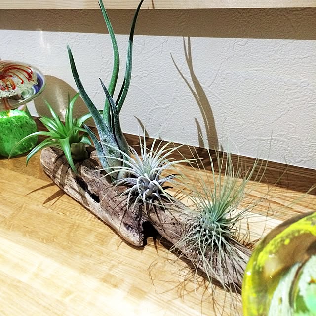 バス/トイレ/エアプランツ。/ダイソー/植物/流木...などのインテリア実例 - 2014-10-29 00:05:30