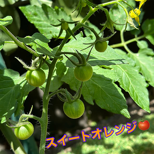kana.mone4さんの実例写真