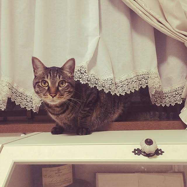 myukkorinoさんの実例写真