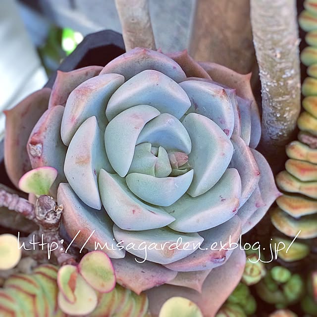 バス/トイレ/植物/ガーデニング/NO GREEN NO LIFE/庭づくり...などのインテリア実例 - 2017-01-13 07:29:01