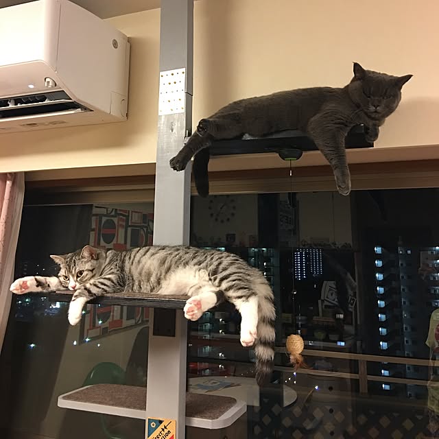 Shojiさんの実例写真