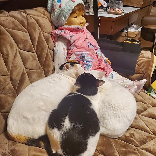 HOTARU.catさんの部屋