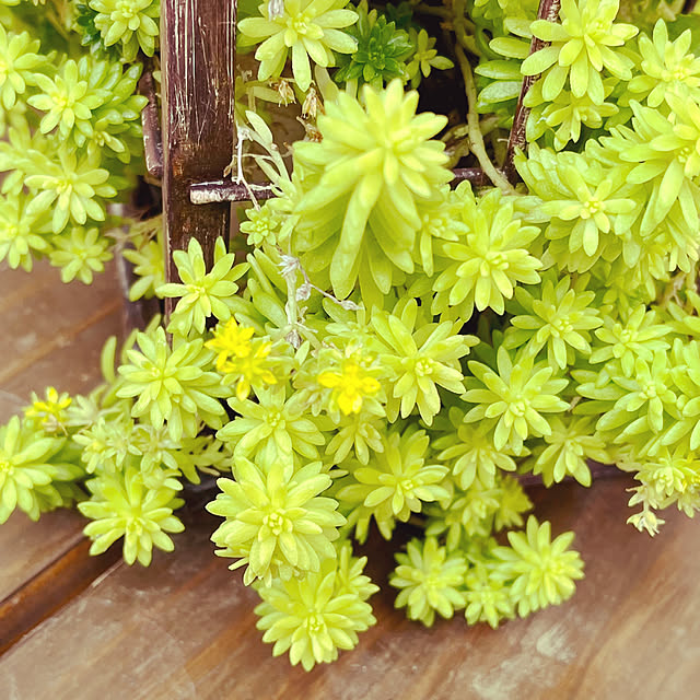 seiseiさんの部屋