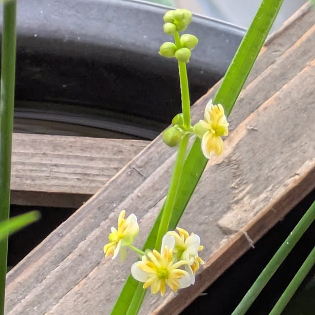 mi-saさんの部屋