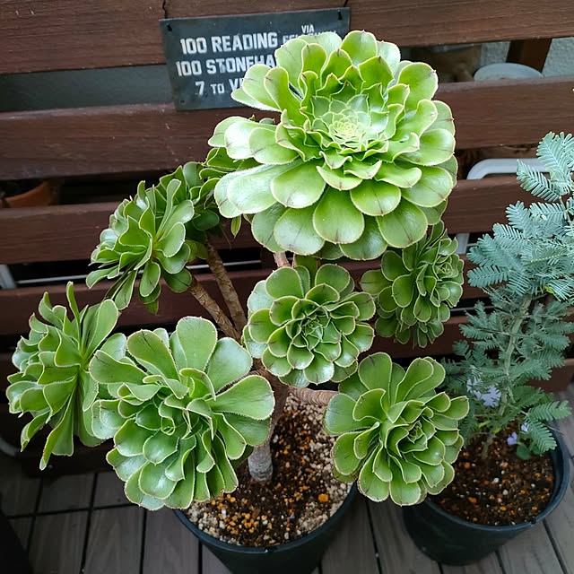 VERANDARJUNさんの実例写真