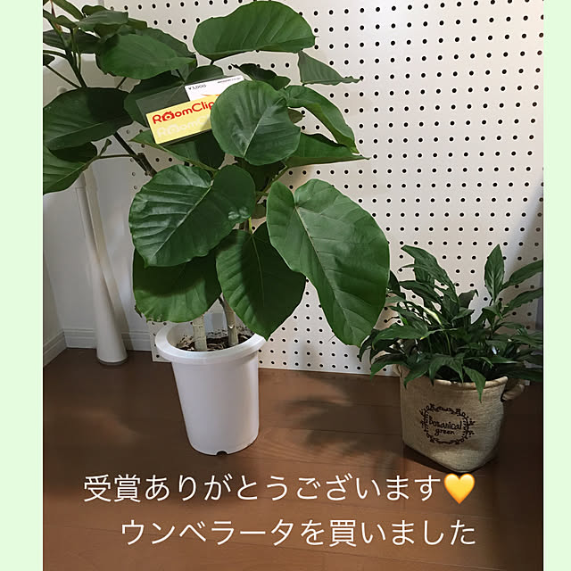 akezouさんの実例写真