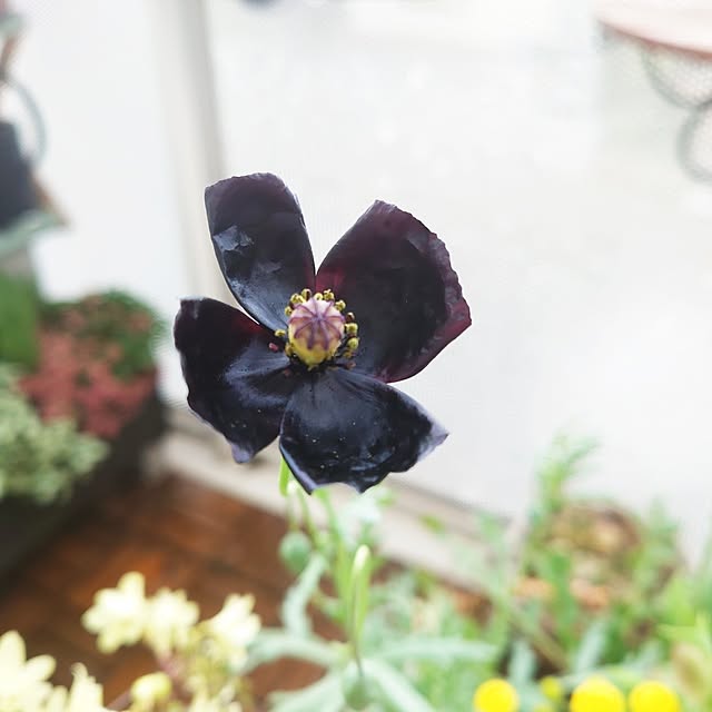mana_iroさんの部屋