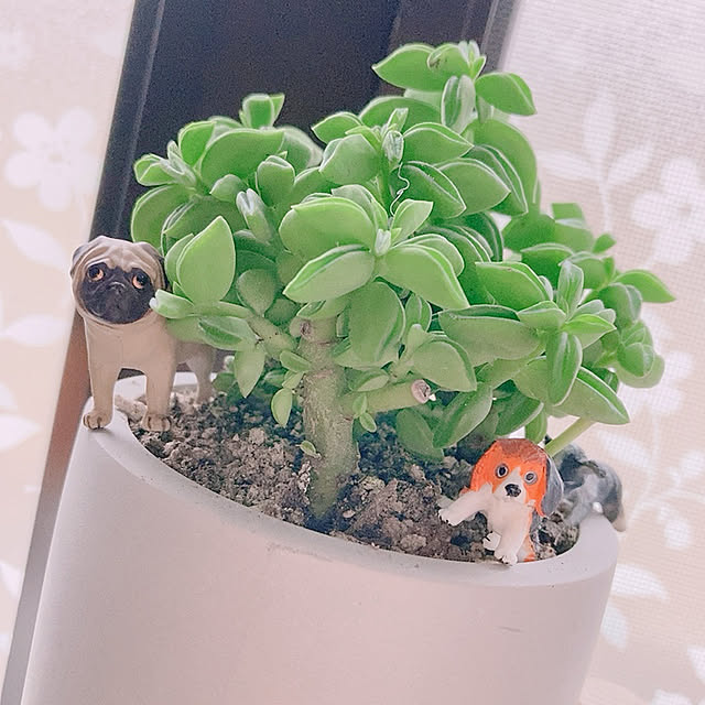 aaarrrpppnnno5さんの実例写真