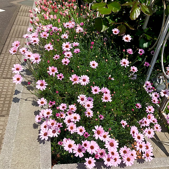 tomoさんの実例写真