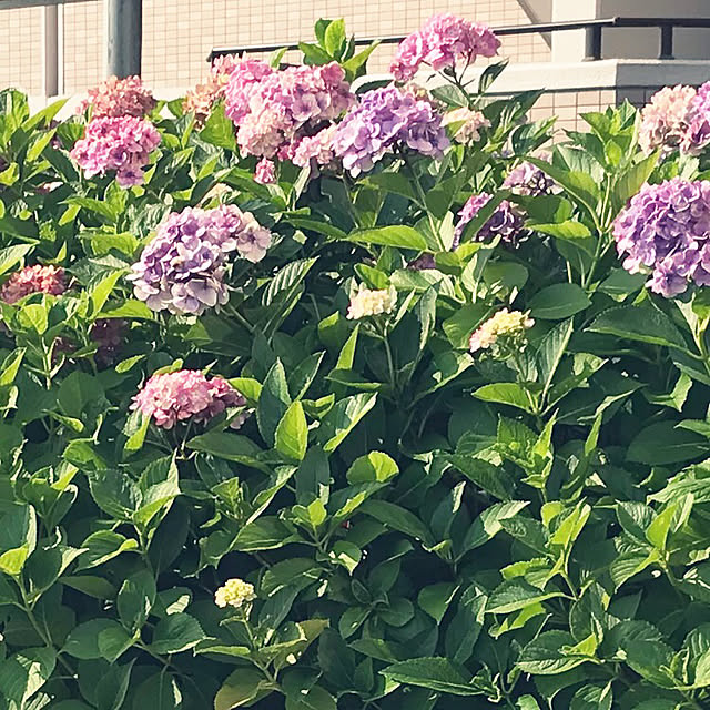 実例写真