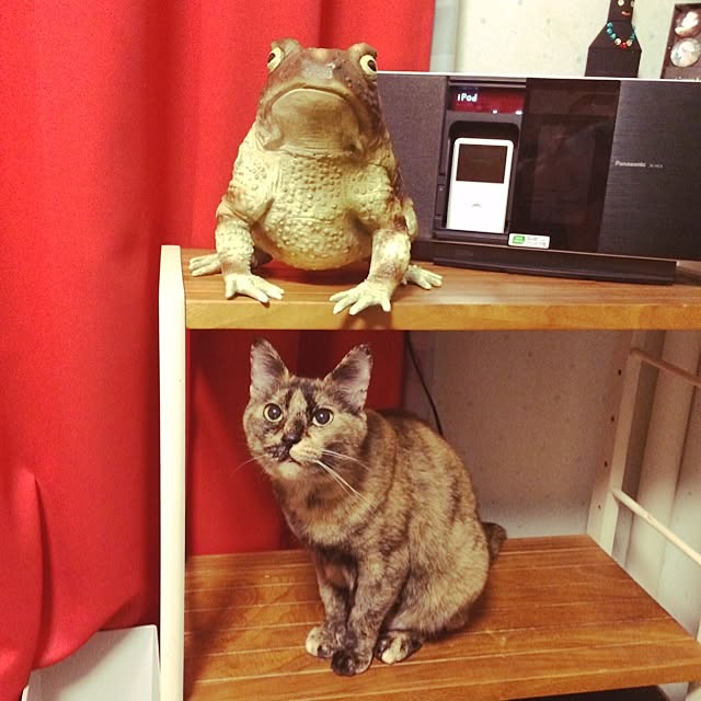 ayumi1028さんの実例写真