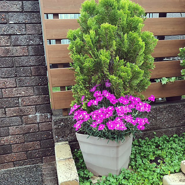 haruminさんの実例写真