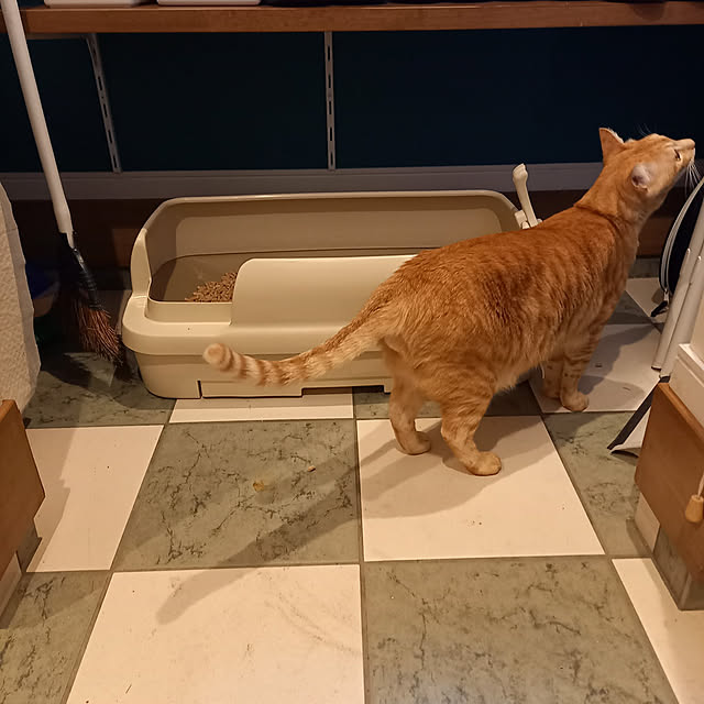 shiiiさんの実例写真