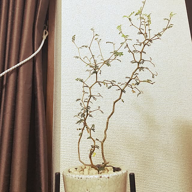 sakuchaさんの実例写真