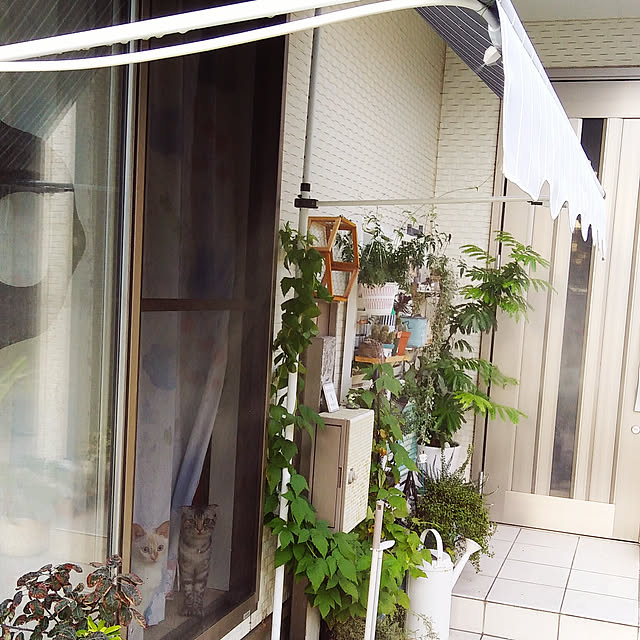 Gomaさんの実例写真