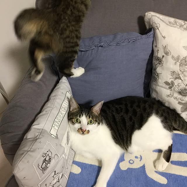 yuchiさんの実例写真