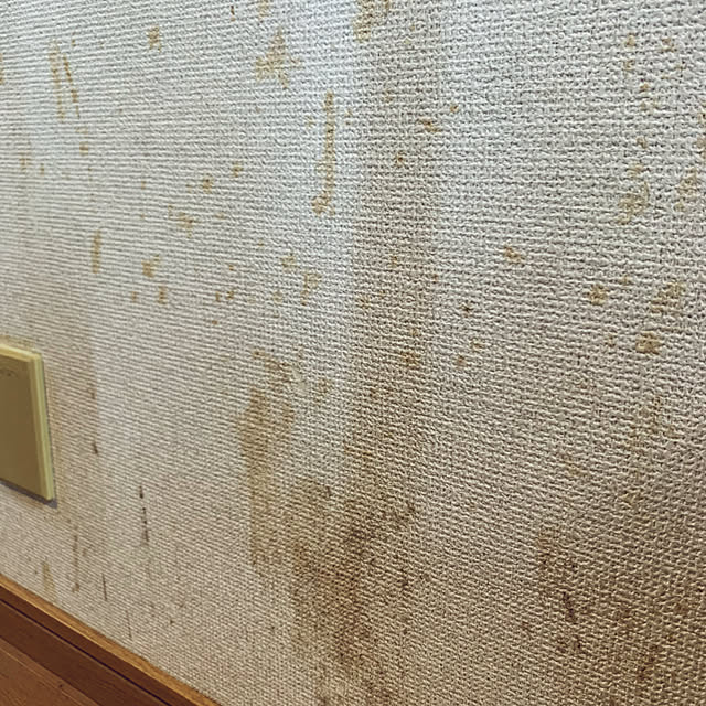 cyaroさんの部屋
