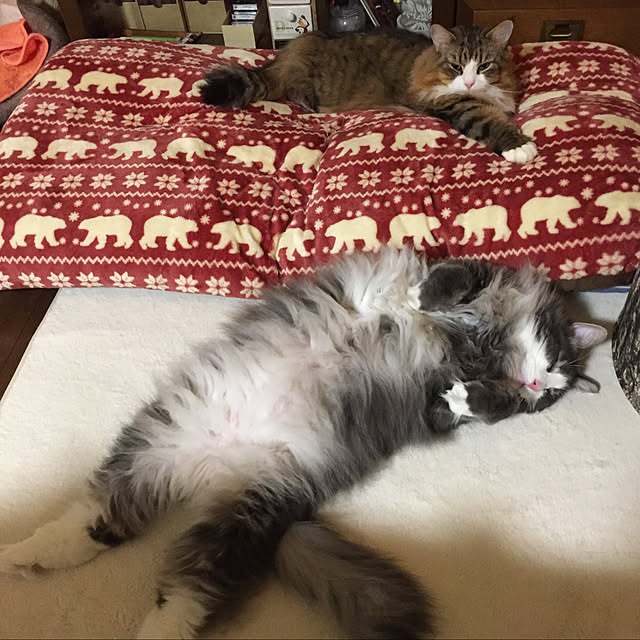 necomamaさんの実例写真