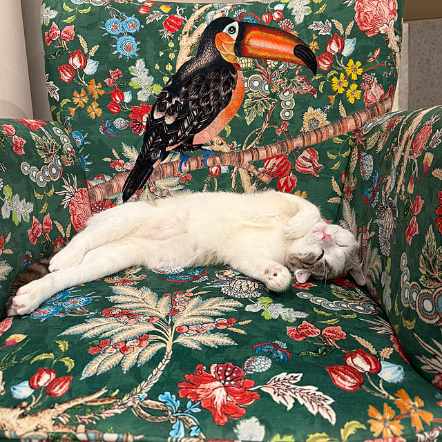 jucakikkaさんの実例写真