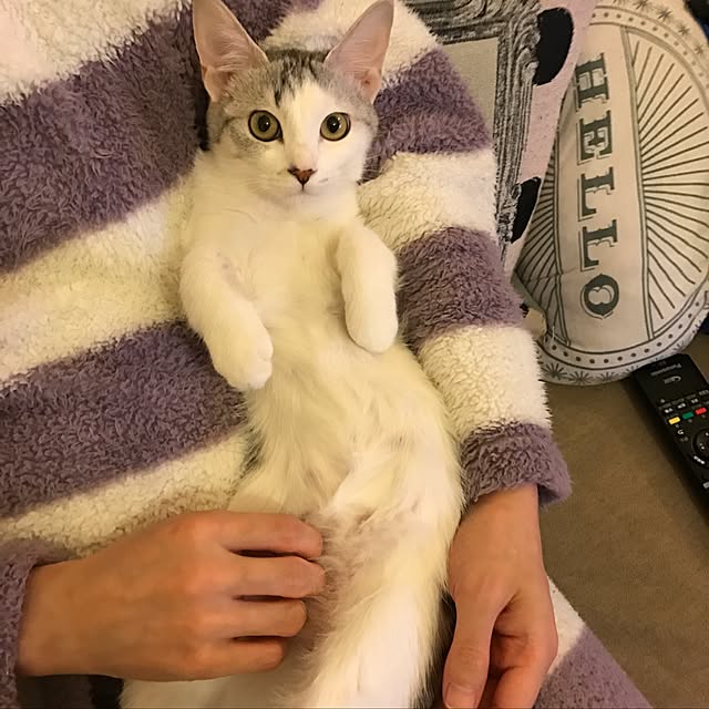実例写真