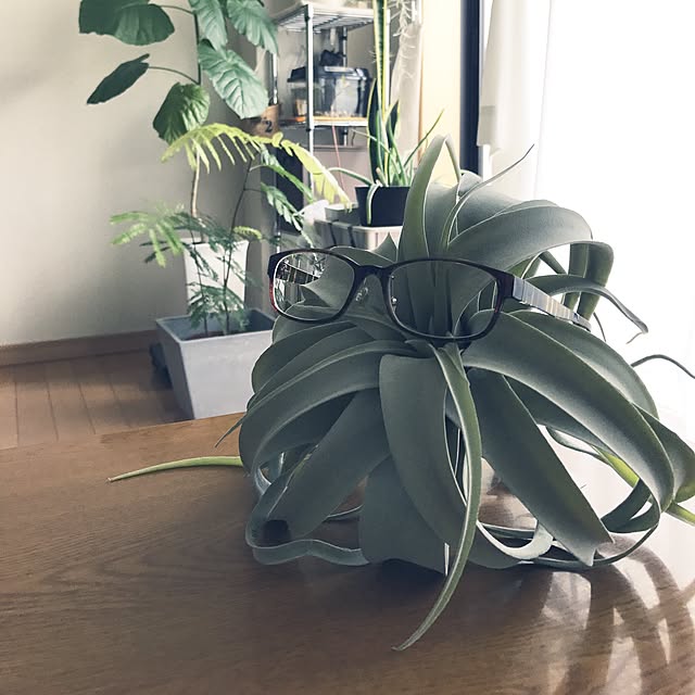 powakyonさんの実例写真